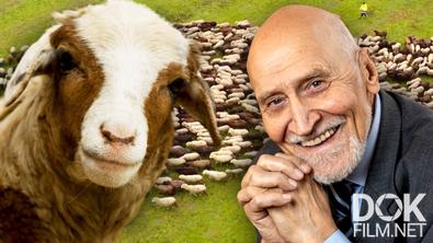 Животные, изменившие мир. Кроткие овцы (2023)