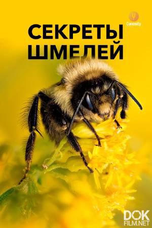 Секреты шмелей/ Secrets of bumblebees (2013)
