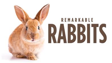 Чудо с ушами: Удивительные кролики/ Remarkable Rabbits (2020)