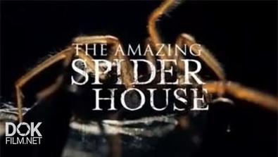 Дом Пауков / The Amazing Spider House (2015)