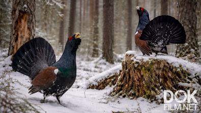 Все как у людей. Тайная жизнь лесных обитателей: интересные факты о совах, глухарях и синицах, которые вы не знали (2026)