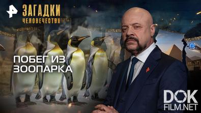 Загадки человечества с Олегом Шишкиным. Побег из зоопарка (03.03.2026)