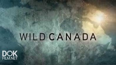 Дикая Канада / Wild Canada (2014)