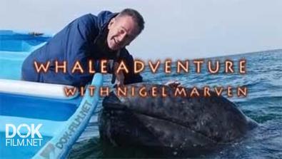 Вслед За Китами С Найджелом Марвином / Whale Adventure With Nigel Marven (2013)
