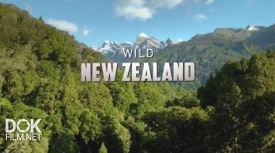 Дикая Природа Новой Зеландии / Wild New Zealand (2016)