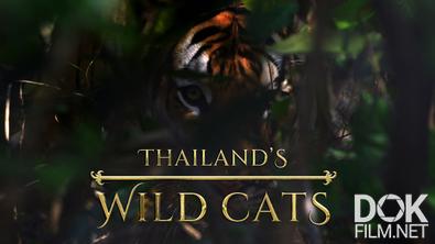 Дикие кошки Таиланда/ Thailand's Wild Cats (2021)