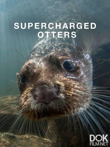 Неутомимые выдры/ Supercharged Otters (2017)