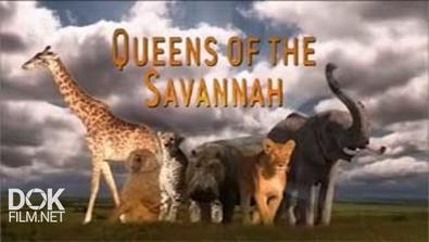 Королевы Саванны / Queens Of The Savannah (2009)