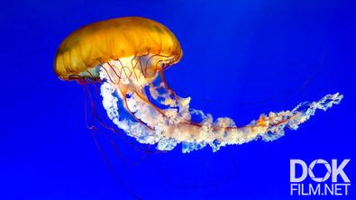 Ядовитые твари, и где они обитают. Стрекающие: чем опасны медузы? (2022)