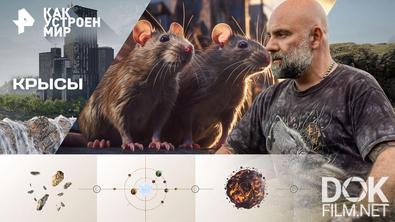 Как устроен мир с Тимофеем Баженовым. Крысы (13.04.2026)
