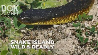 Змеиный Остров: Дикие И Смертоносные/ Snake Island: Wild And Deadly (2020)