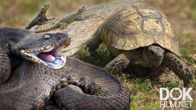 Все как у людей. Загадочные рептилии: смертносные змеи и средиземноморские черепахи (2021)