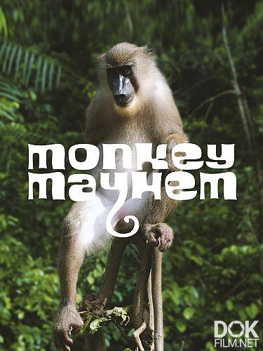Обезьяний переполох/ Monkey Mayham (2020)