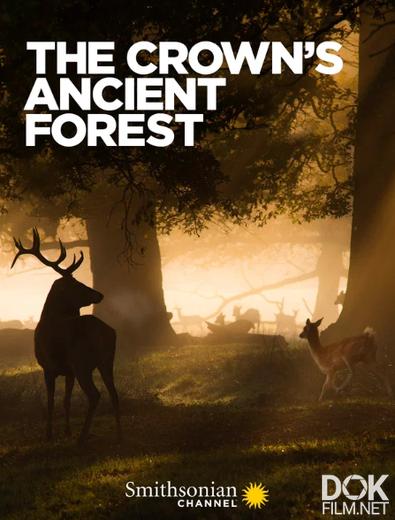Королевский лес/ The Crown's Ancient Forest (2021)