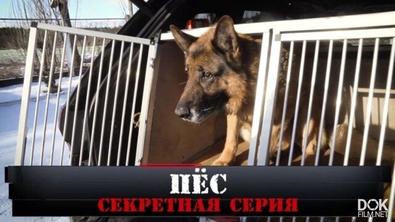Новые Русские Сенсации. Пёс. Секретная Серия (2020)