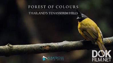 Разноцветный лес: холмы Тенассерим в Таиланде/ Forest of Colours: Thailand's Tenasserim Hills (2024)