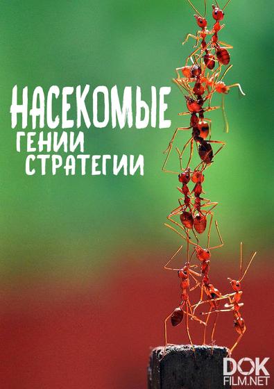 Насекомые - гении стратегии/ Insects, Geniuses of Strategy (2021)