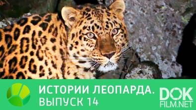 Истории леопарда (2014)