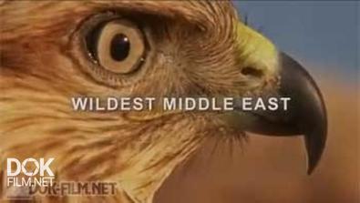 Природа Ближнего Востока / Wildest Middle East (2014)