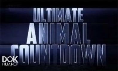 Животные-Рекордсмены. Сорвиголовы / Ultimate Animal Countdown. Daredevils (2012)