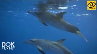 Обратный Отсчёт: Дельфины На Свислочи. Наука Воевать (2015)