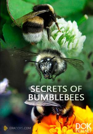 Секреты шмелей/ Secrets of bumblebees (2013)