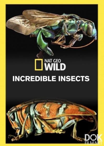 Удивительные насекомые/ Incredible Insects (2015)