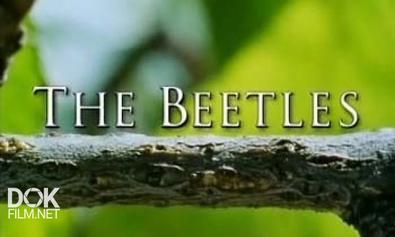 Наедине С Природой. Жуки-Рекордсмены / Wildlife On One. The Beetles (2004)