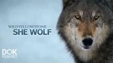 Дикий Йеллоустоун: Волчица / Wild Yellowstone: She Wolf (2013)