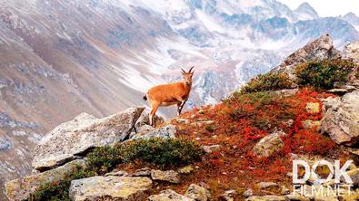 Все как у людей. Шахдагский национальный парк. Животные Кавказских гор (2020)
