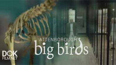 Большие Птицы С Дэвидом Аттенборо / Attenborough\'S Big Birds (2015)