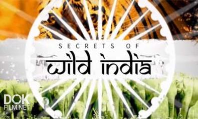 Тайны Дикой Природы Индии. Тигр Джунглей / Secrets Of Wild India. Tiger Jungles (2012)