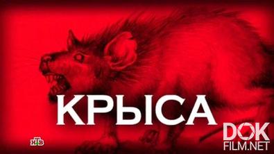 Следствие вели… Крыса (2013)