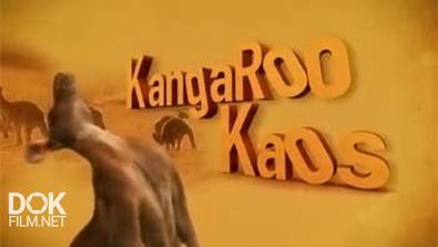 Кенгуриный Хаос / Kangaroo Kaos (2009)