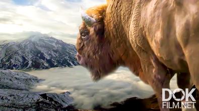 Все как у людей. Самые необычные животные Кавказа: кто главный в заповедных горах? (2024)
