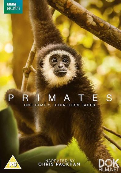 BBC: Приматы/ Primates (2020)
