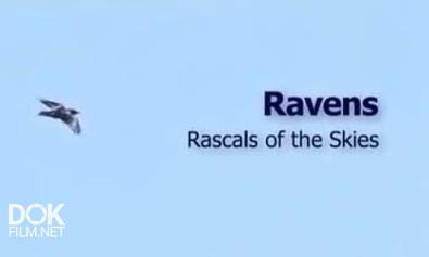 Вороны. Крылатые Проказники / Ravens. Rascals Of The Skies (2010)