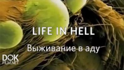 Выживание В Аду / Life In Hell (2010)