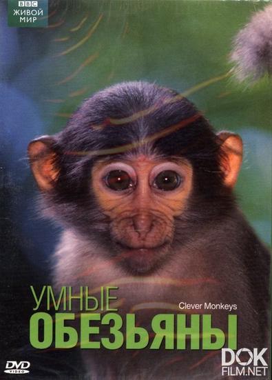Умные обезьяны/ Clever Monkeys (2008)