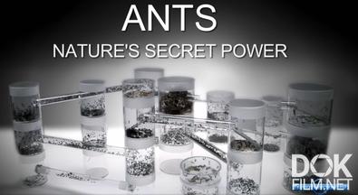 Муравьи. Тайная сила природы/ Ants: Nature's secret power (2004)