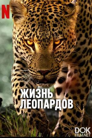 Жизнь леопардов/ Living with Leopards (2024)
