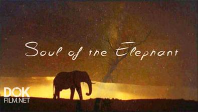 Удивительные Слоны: Душа Гиганта / Soul Of The Elephant (2015)