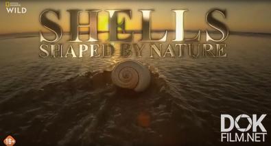Ракушки: причудливые творения природы/ Shells: Shaped by Nature (2025)