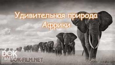 Удивительная Природа Африки / The Incredible African Wildlife (2012-2013)
