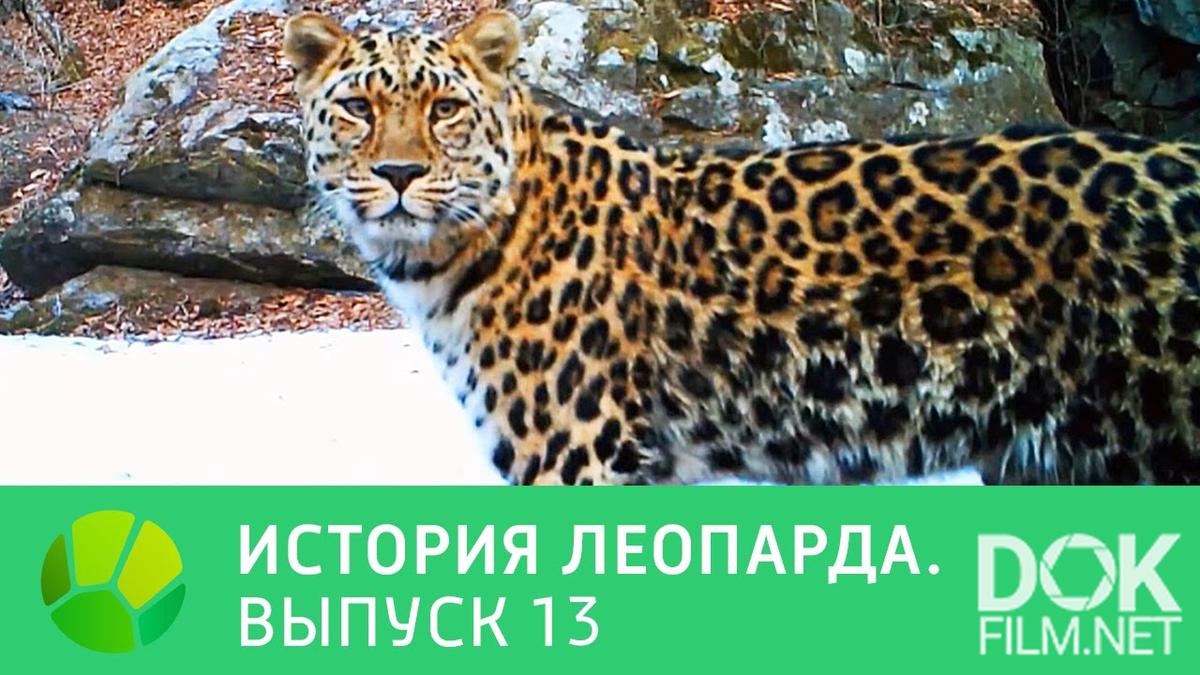 Леопрада. Видеть во сне леопарда. Рассказ добрый леопард. Акции на так леопрад.