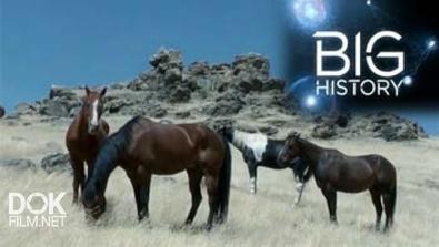 Большая История: Революция Лошадиных Сил / Big History: Horse Power Revolution (2013)
