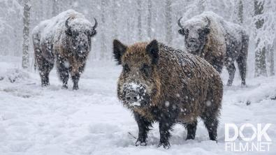 Все как у людей. Самые суровые испытания для лесных животных: как дикие звери выживают в сильные морозы и метели? (2026)