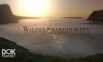 Дикая Природа Скандинавии / Wildes Skandinavien (2011)