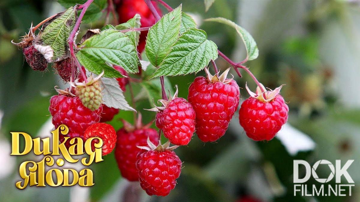 Дикая ягода. Малина (2021)