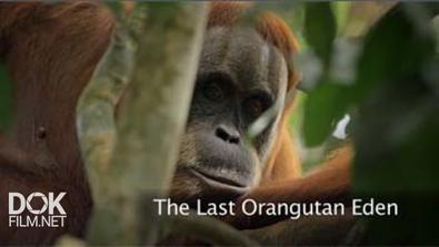 Последний Рай Орангутанов / The Last Orangutan Eden (2015)